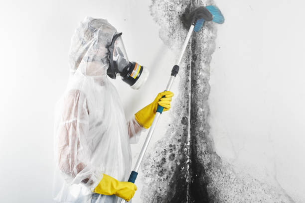 Best Mold Removal for HVAC Installations  in Canal Winchester, OH
